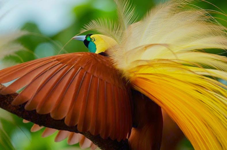 صور لاجمل طيور في العالم طائر الجنة أجمل طيور العالم