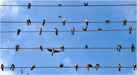 لماذا لا تموت الطيور بفعل الكهرباء شاهد السبب