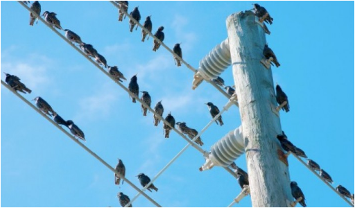 لماذا لا تتكهرب الطيور عند وقوفها على اسلاك الكهرباء