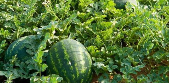 طريقة زراعة البطيخ كيف تتم زراعة البطيخ