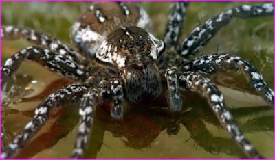 وفاة اكبر انثى عنكبوت في العالم التي عاشت 43 عاما