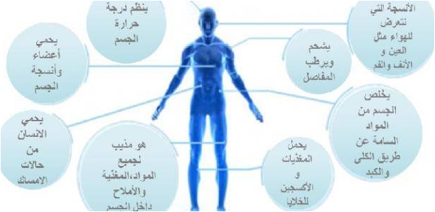 معلومات طبية عامة عن جسم الانسان