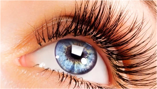 مراحل تكوين العين وتطويرها