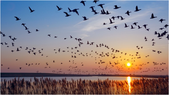 ماهي أسباب هجرة الطيور وكيف تحدد مسارها