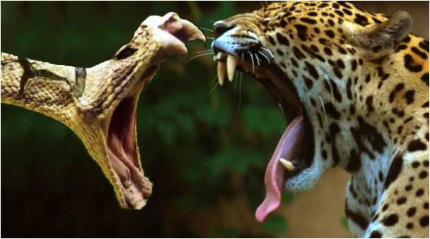ماهي أخطر الحيوانات في غابات الأمازون