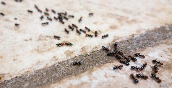 طرق التخلص من النمل بالبيت