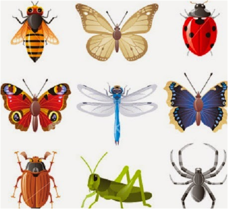طريقة التنفس وتدوير الأكسجين عند الحشرات