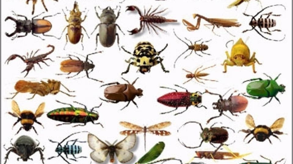 تاريخ الحشرات على وجه الارض