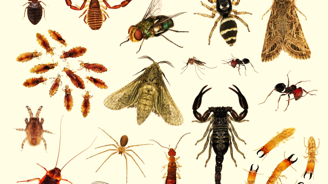 انواع الحشرات في الارض