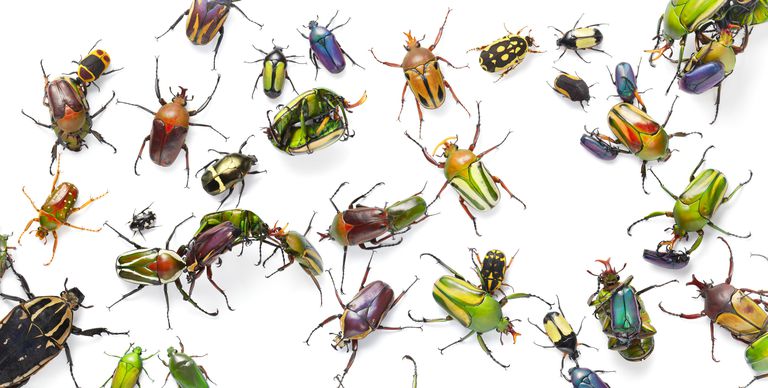 شرح مفصل عن اجزاء جسم الحشرات