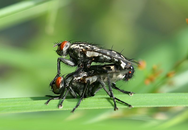 طريقة التزاوج عند الحشرات والكائنات الصغيرة