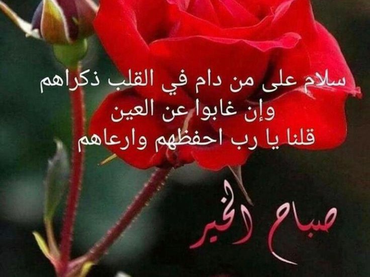 عبارات عن الصباح